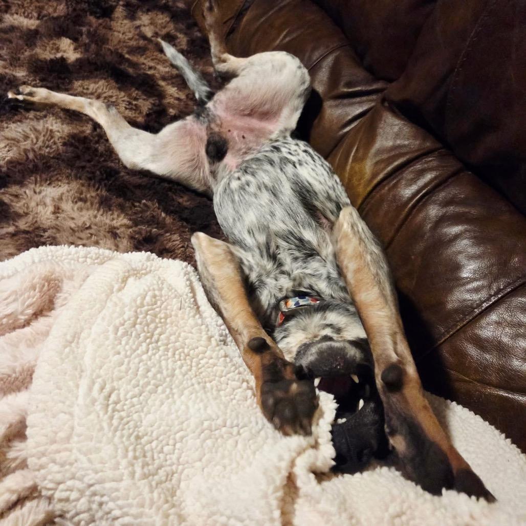 Daemon, a Adoptable mixed breed in Carmel, IN image 2/4