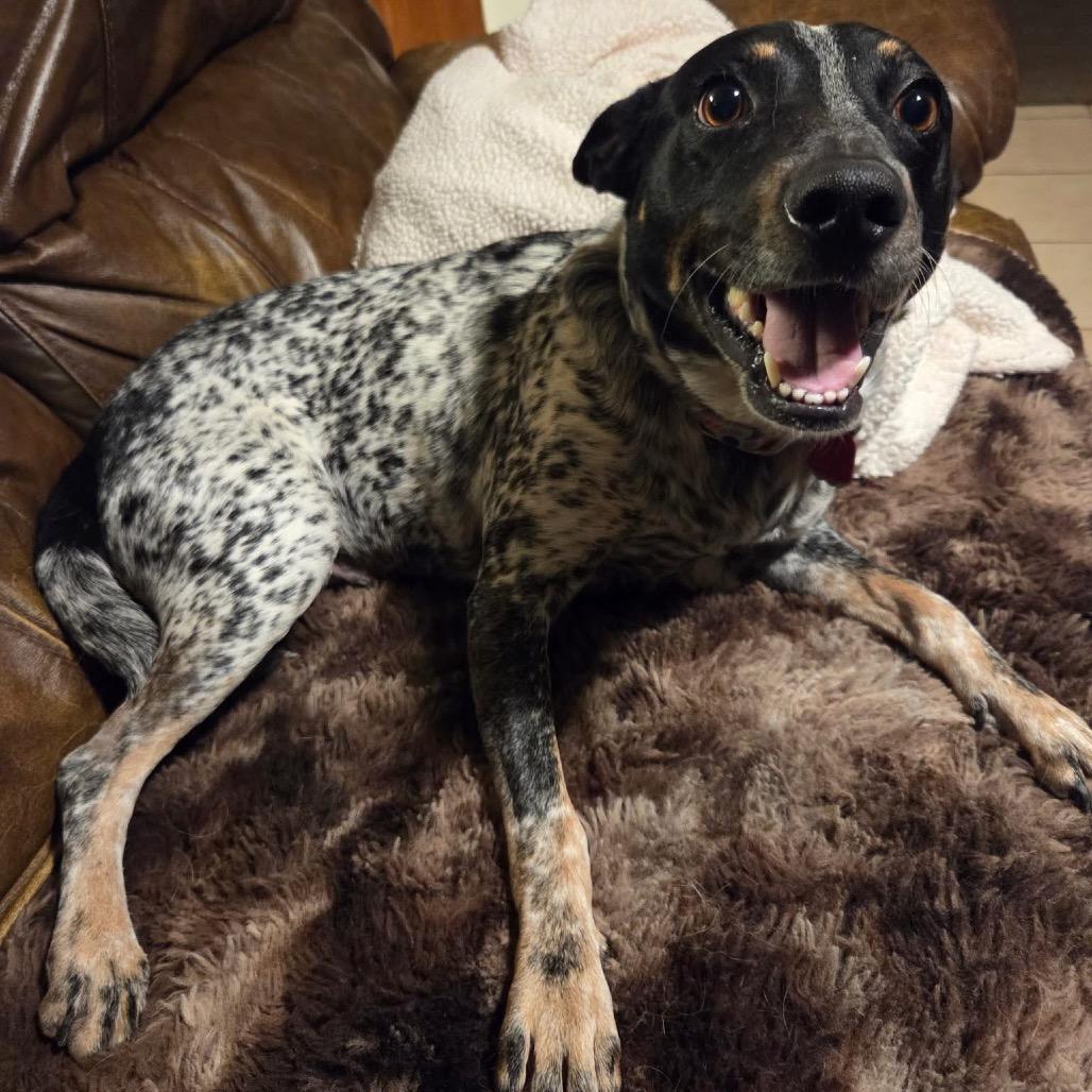 Daemon, a Adoptable mixed breed in Carmel, IN image 3/4