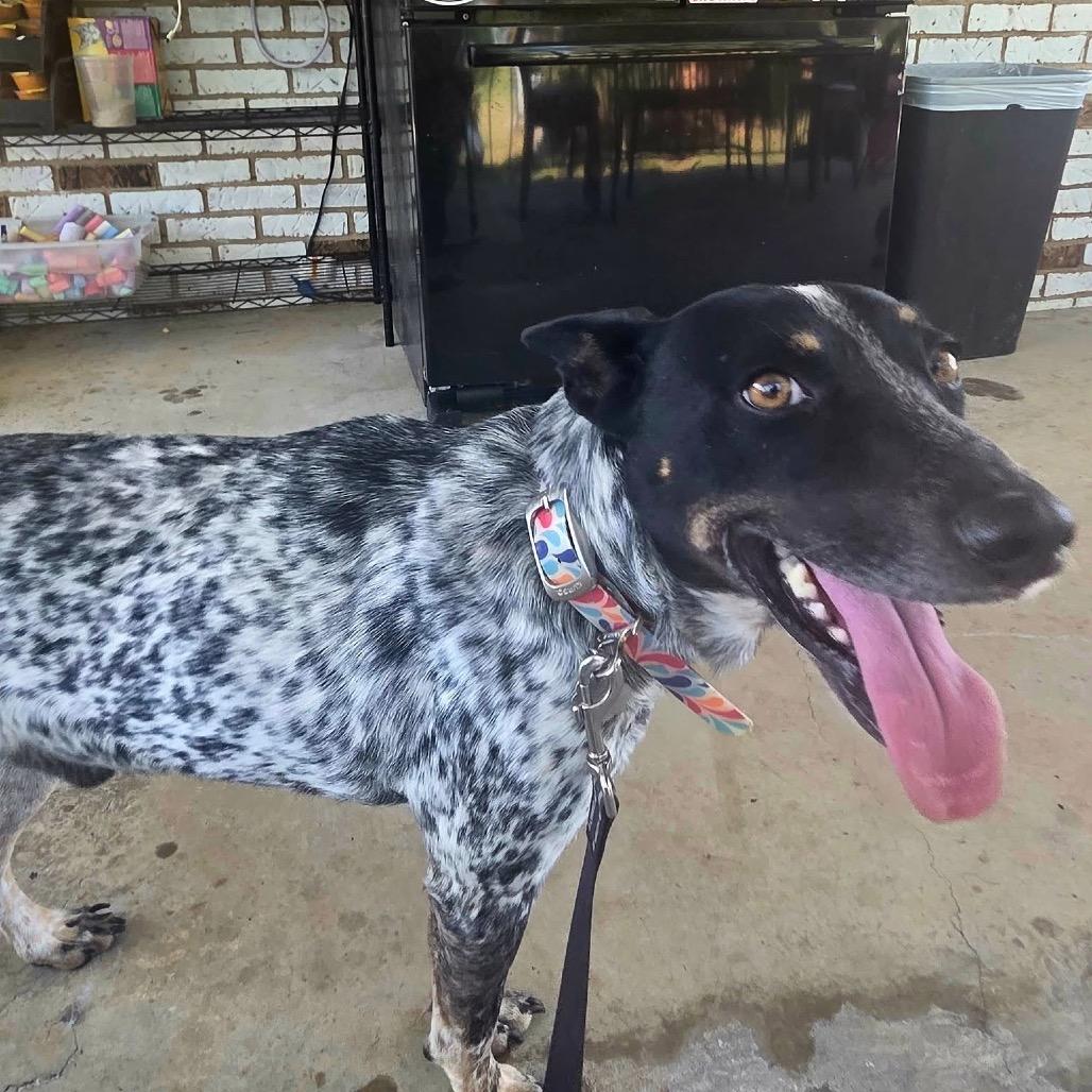 Daemon, a Adoptable mixed breed in Carmel, IN image 4/4