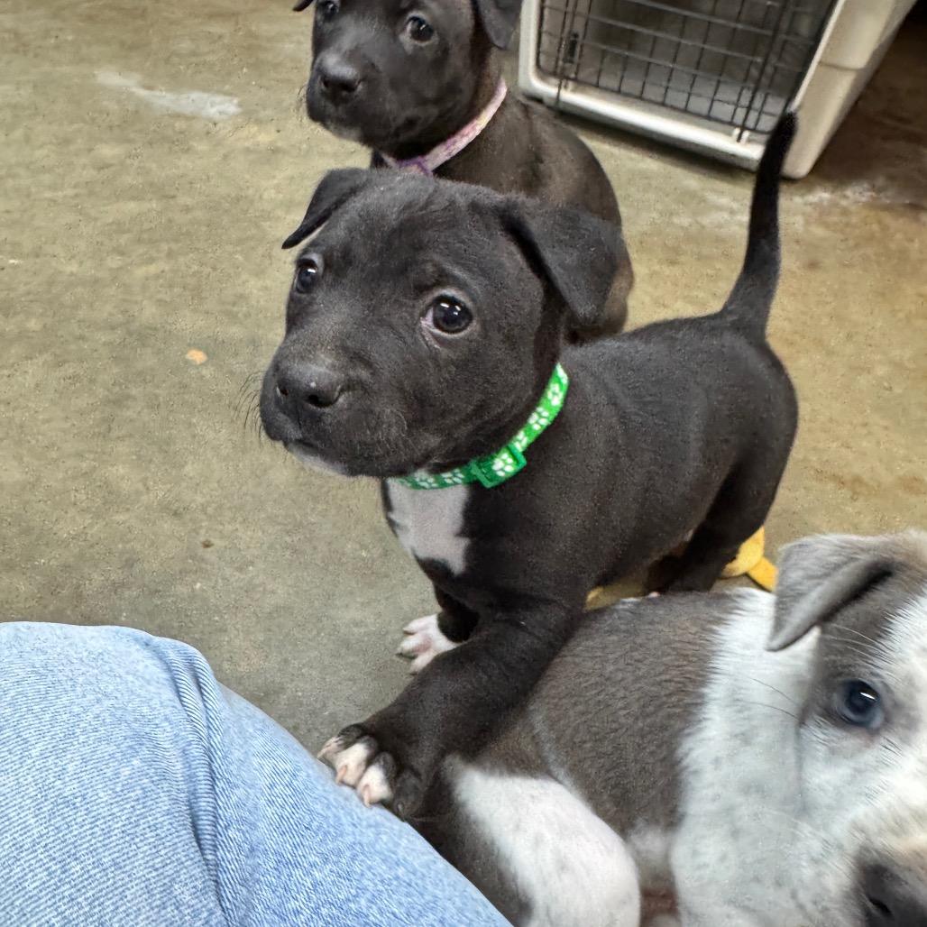 Pickles, Adoptable, Puppy Male Havanese & Pit Bull Terrier.