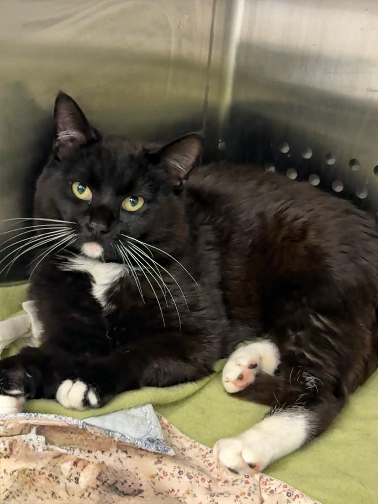 Enlarge Drake, a Adoptable mixed breed in Columbia, TN image 1/1