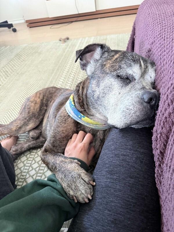 Winston, Adoptable, Adult Male American Bulldog.