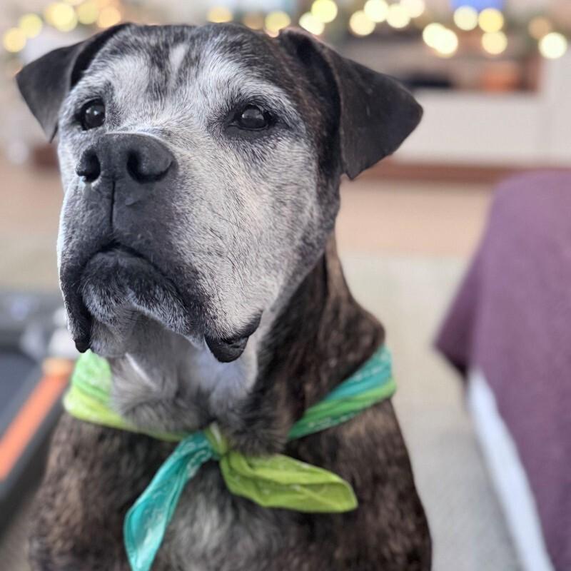 Enlarge Winston, a Adoptable American Bulldog in Austin, TX image 3/5