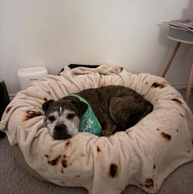 Enlarge Winston, a Adoptable American Bulldog in Austin, TX image 4/5