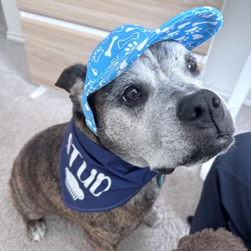Enlarge Winston, a Adoptable American Bulldog in Austin, TX image 5/5
