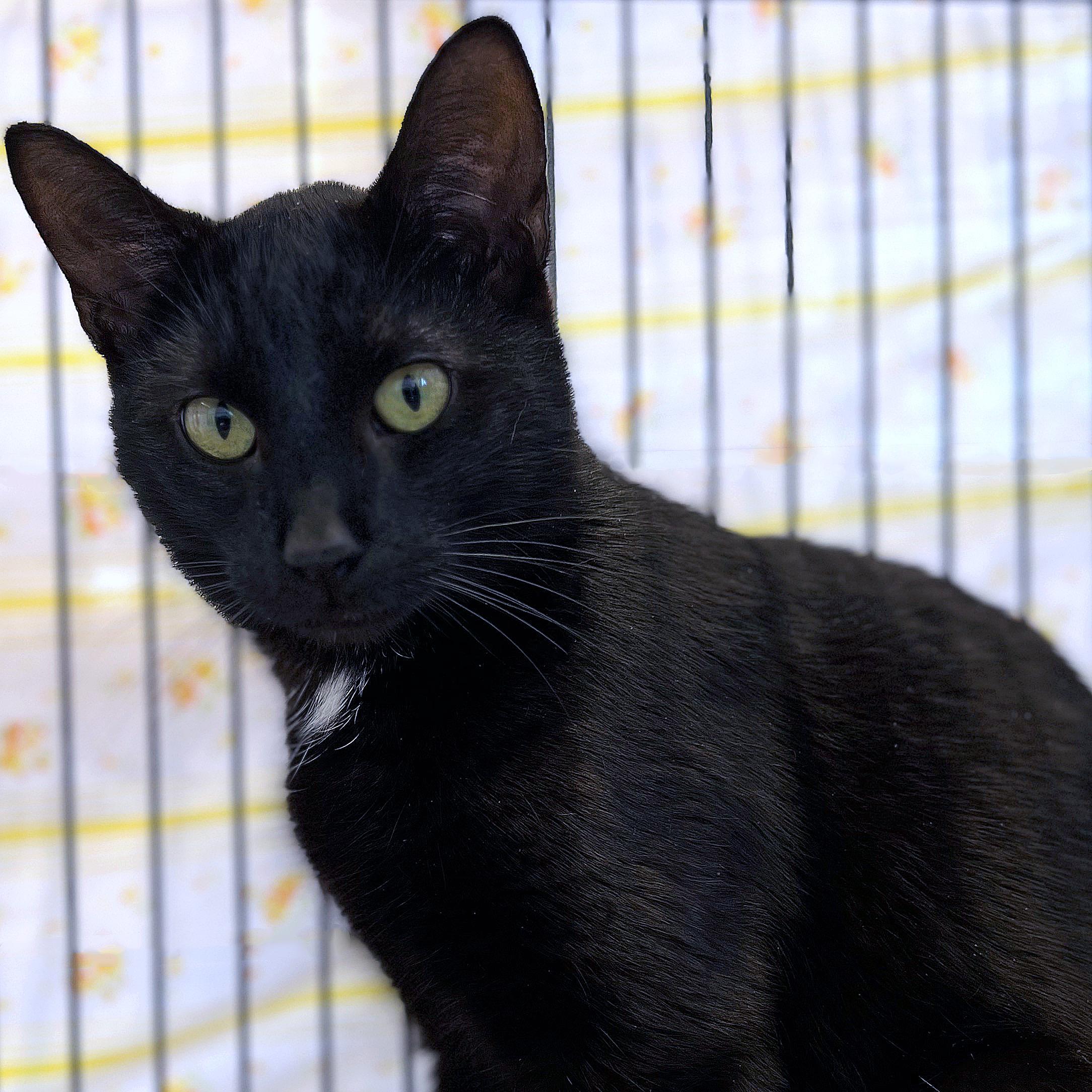 Enlarge Squid, a ADOPTABLE Domestic Short Hair in St. Louis, MO image 1/1