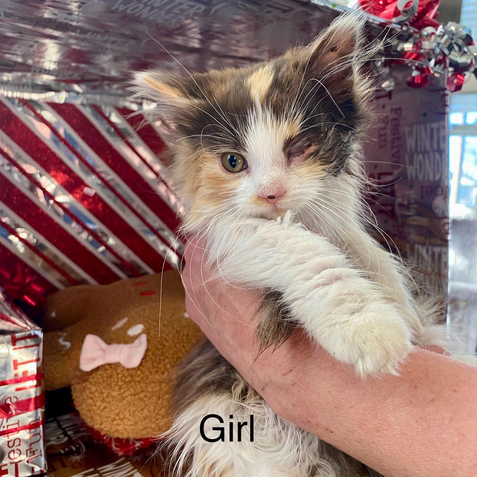 Coco Chanel, Adoptable, Young Female Domestic Medium Hair.