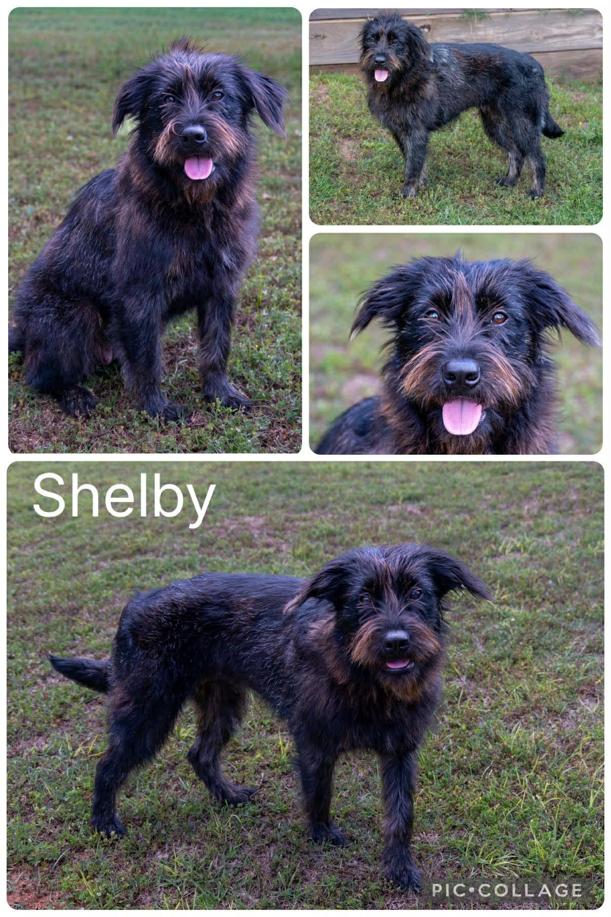 Enlarge Shelby, a ADOPTABLE mixed breed in Enterprise, AL image 1/1