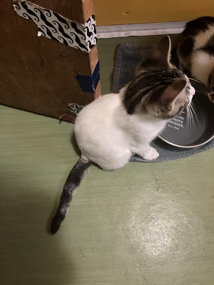 Enlarge Arson, a Adoptable mixed breed in Bellingham, WA image 1/2