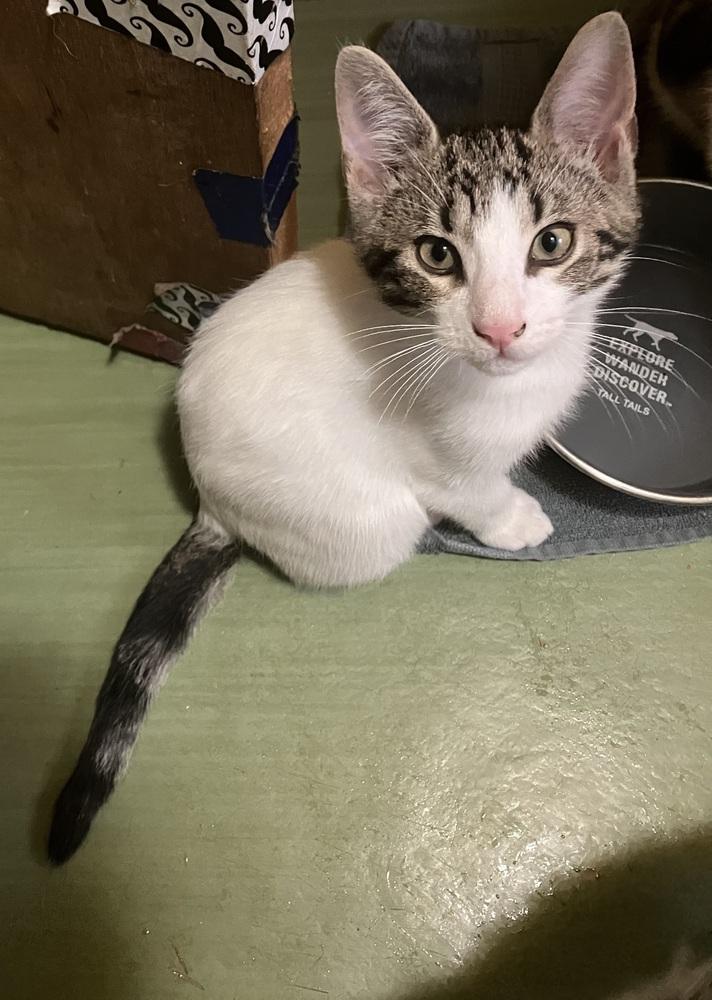 Enlarge Arson, a Adoptable mixed breed in Bellingham, WA image 2/2