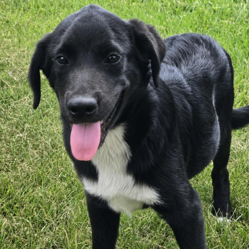 Enlarge Gravy, a ADOPTABLE mixed breed in Tylertown, MS image 1/1