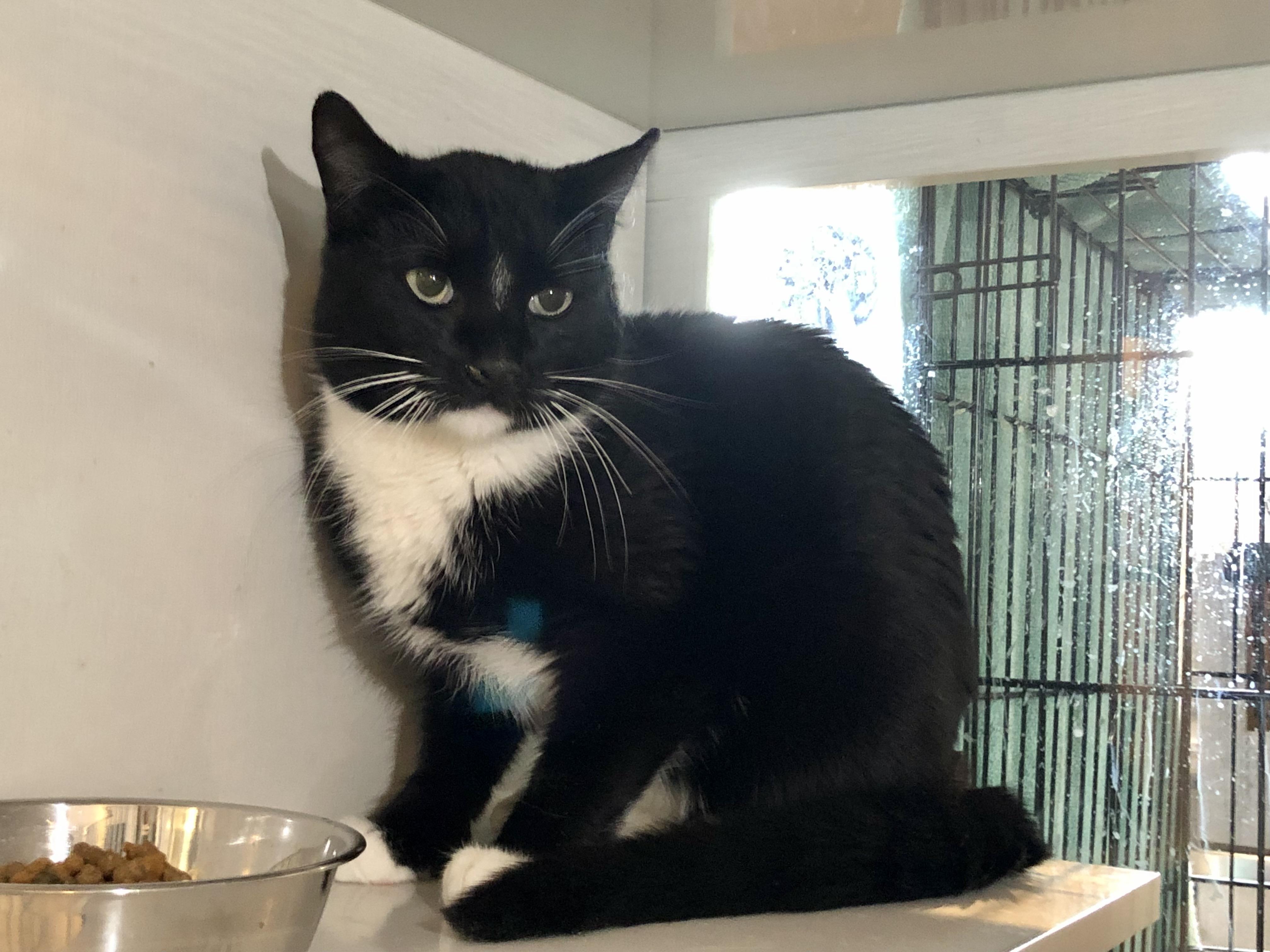 Enlarge Bentley, a ADOPTABLE Domestic Short Hair in Salisbury, MA image 2/6