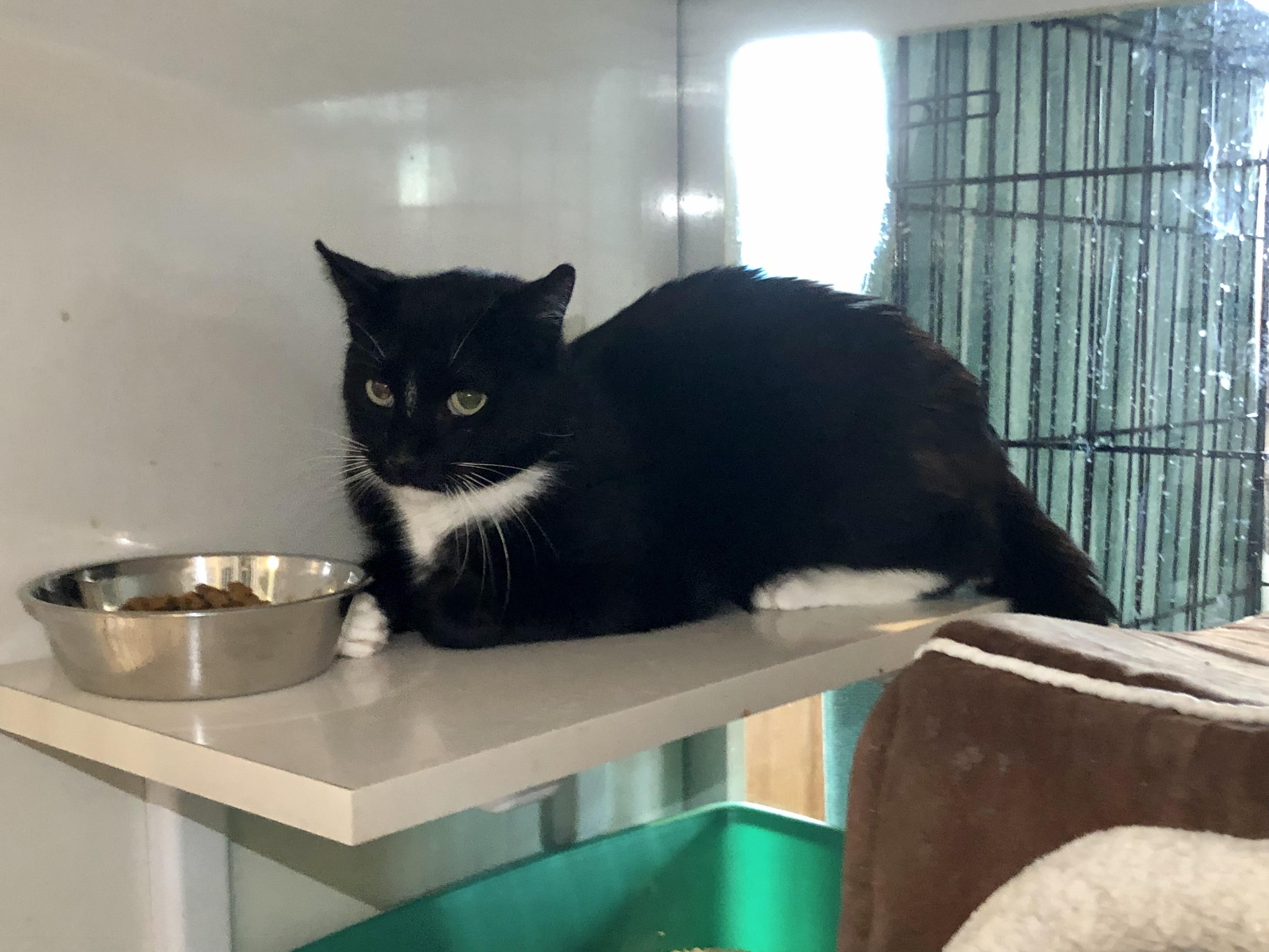 Enlarge Bentley, a ADOPTABLE Domestic Short Hair in Salisbury, MA image 6/6