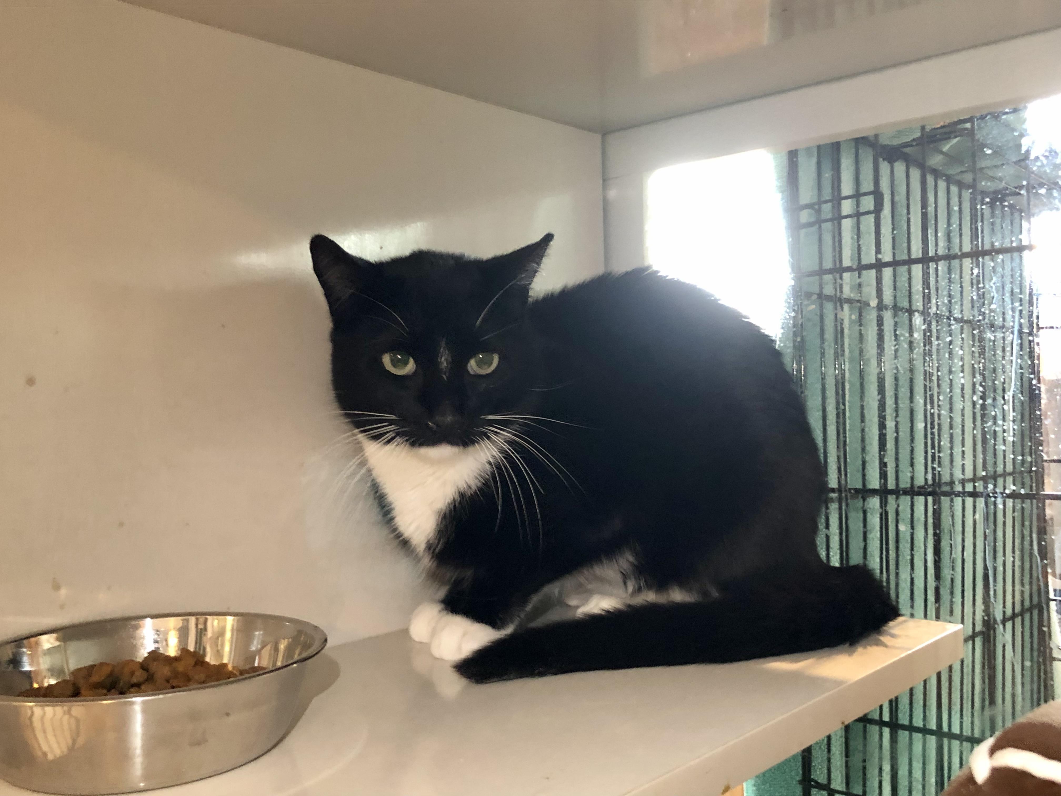 Enlarge Bentley, a ADOPTABLE Domestic Short Hair in Salisbury, MA image 3/6