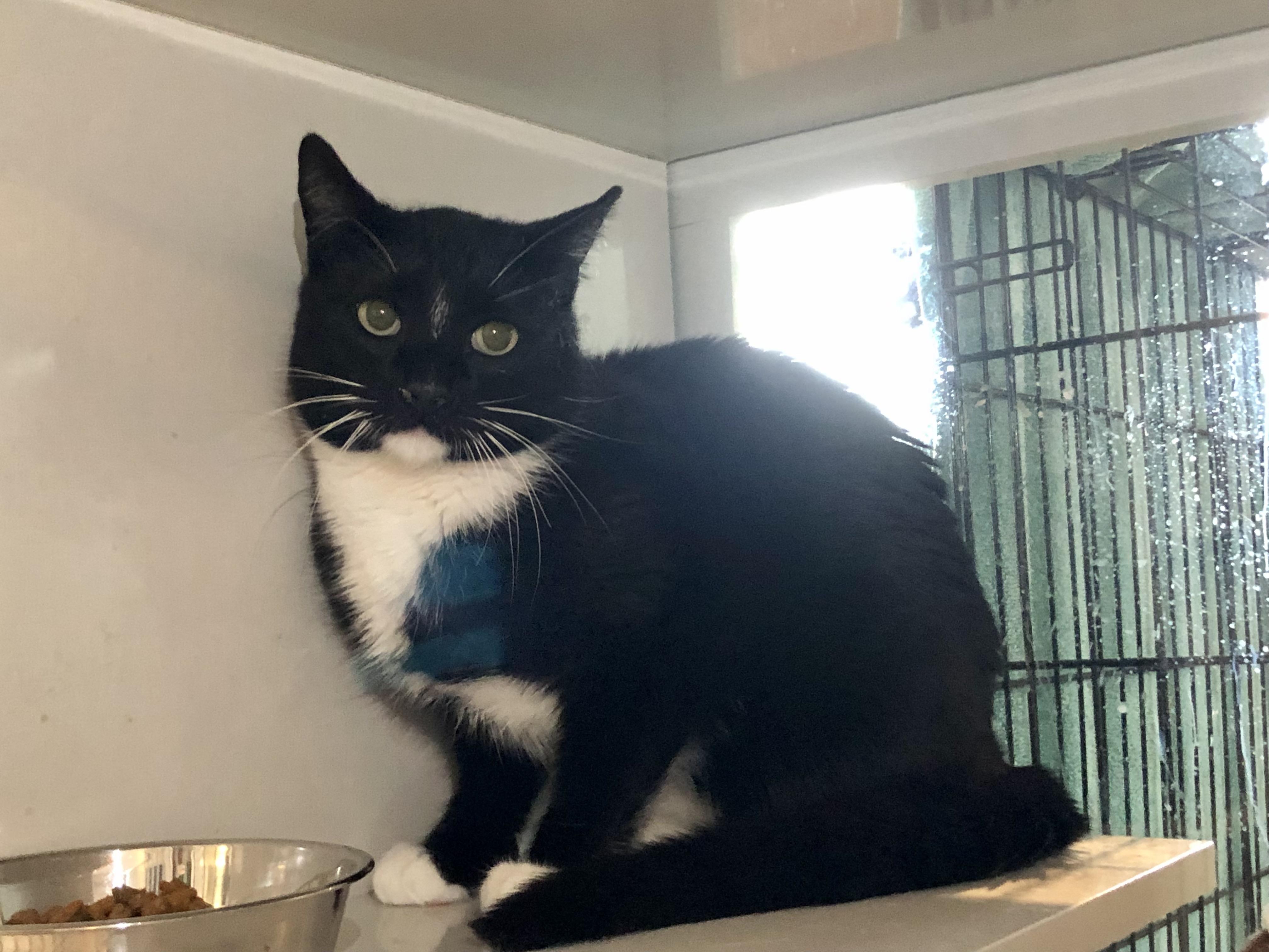 Bentley, ADOPTABLE, Adult Male Domestic Short Hair.