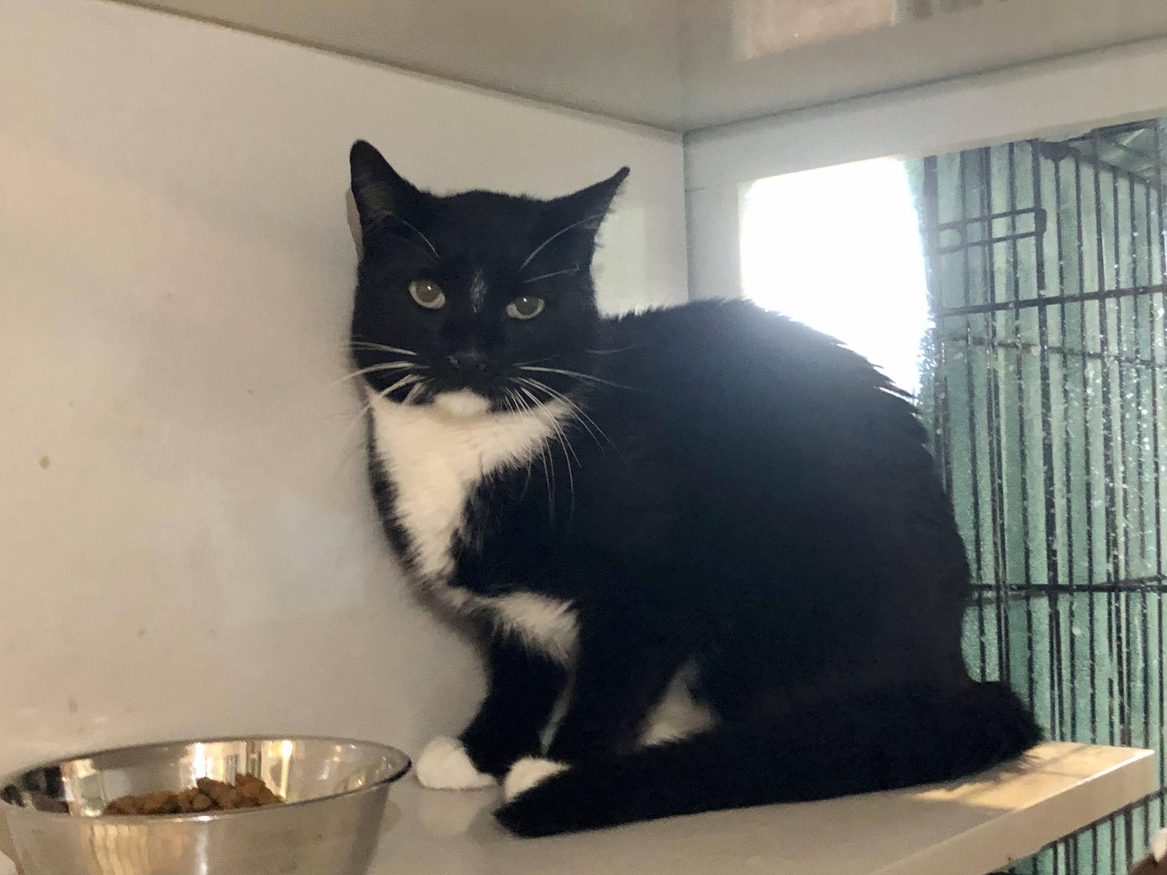 Enlarge Bentley, a ADOPTABLE Domestic Short Hair in Salisbury, MA image 5/6