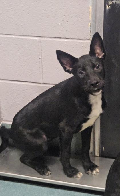 Wendigo, Adoptable, Puppy Male Mixed Breed & Mixed Breed.