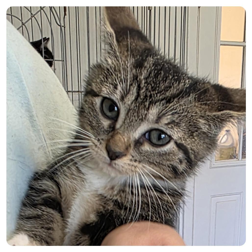 Edward, Adoptable, Kitten Male Domestic Short Hair.