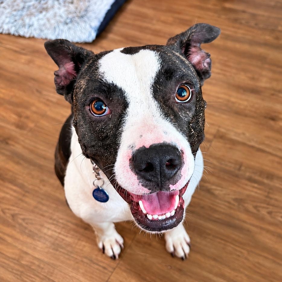 Sasha, Adoptable, Young Female Boxer & American Bulldog.