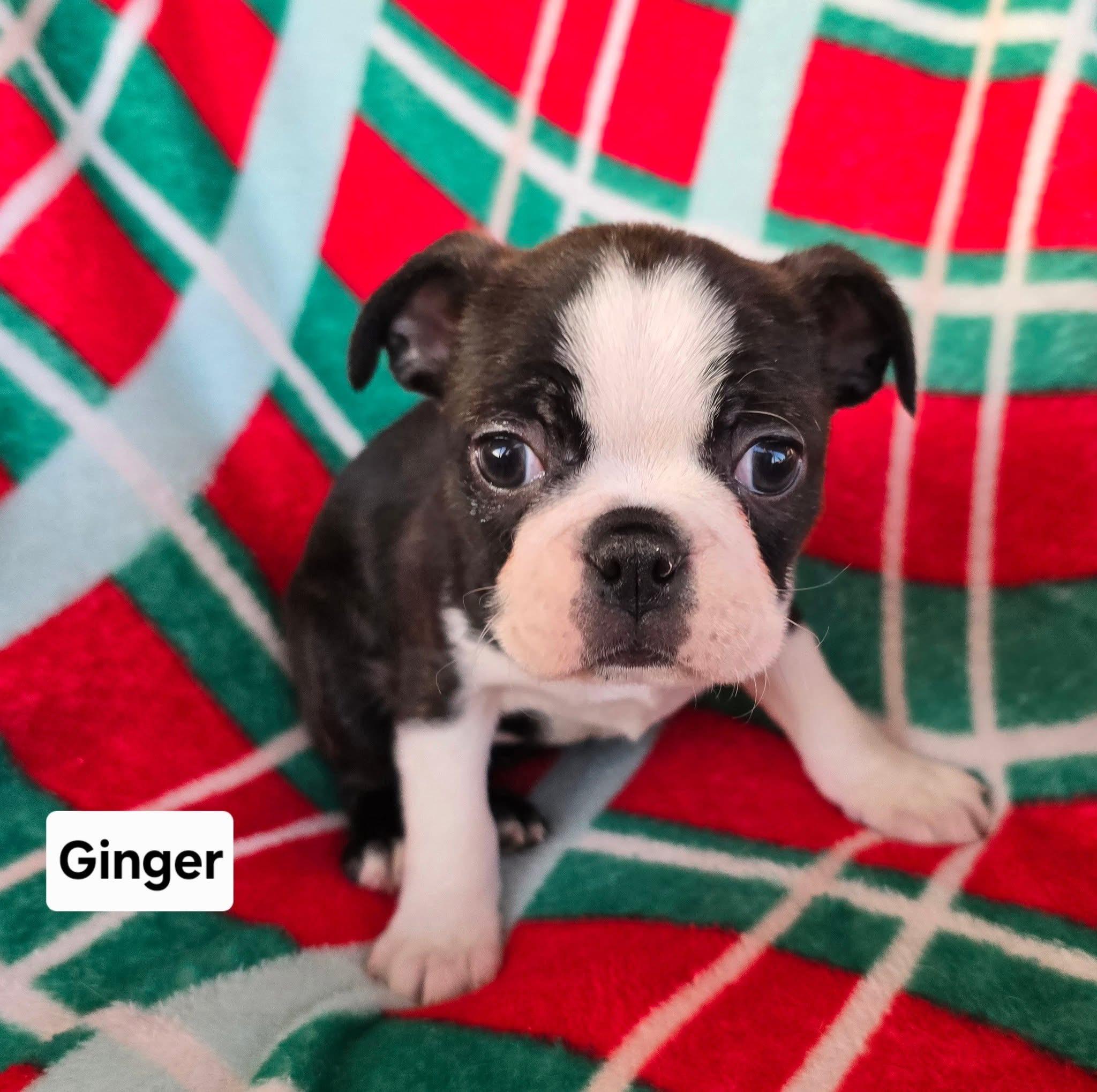 Enlarge Ginger Snap, a ADOPTABLE mixed breed in St. Clairsville, OH image 1/1