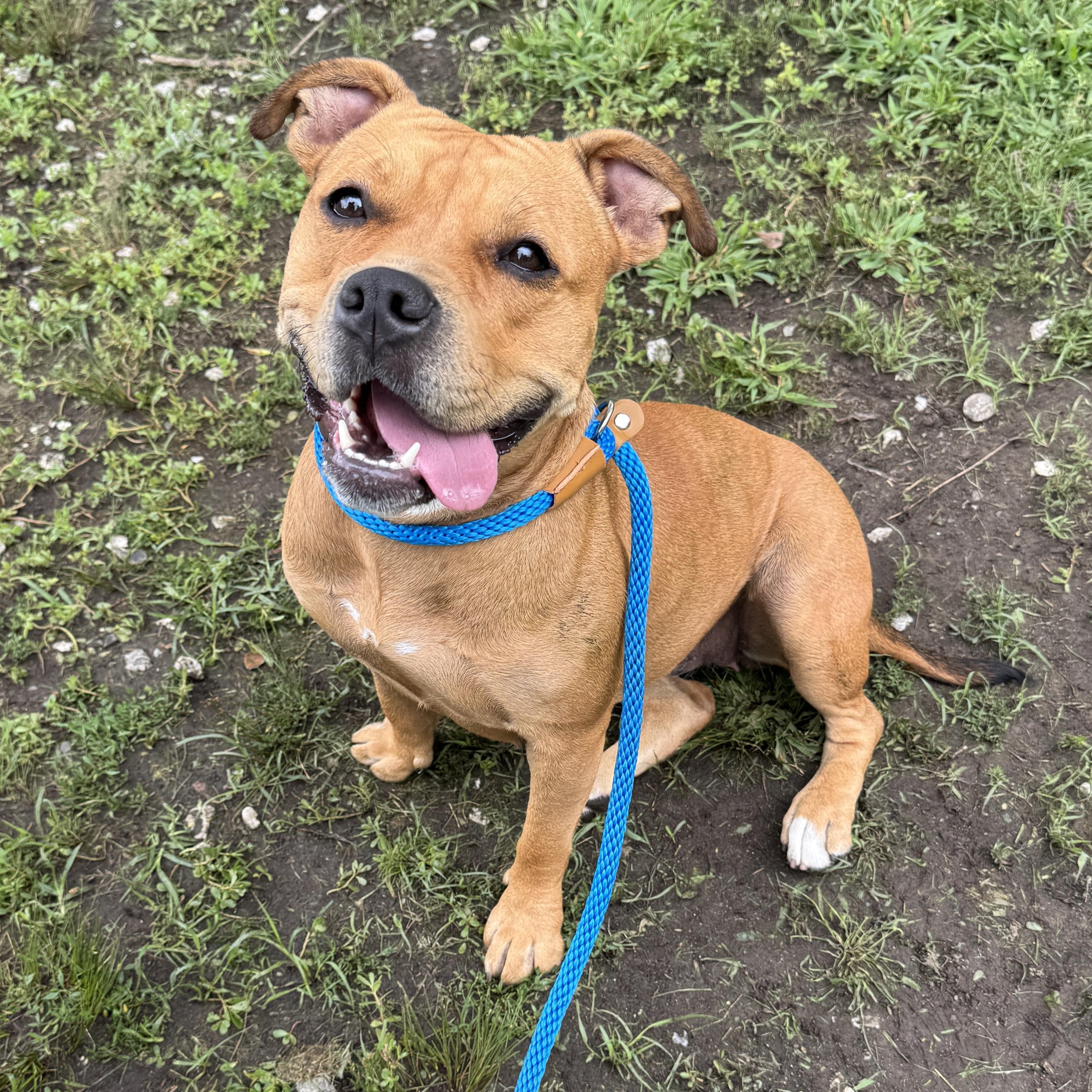 Meet MIMI - Sweet and petite, 3-4 yr old CUDDLEBUG - COURTESY POSTING / WAYNE NJ, ADOPTABLE, Young Female American Staffordshire Terrier.