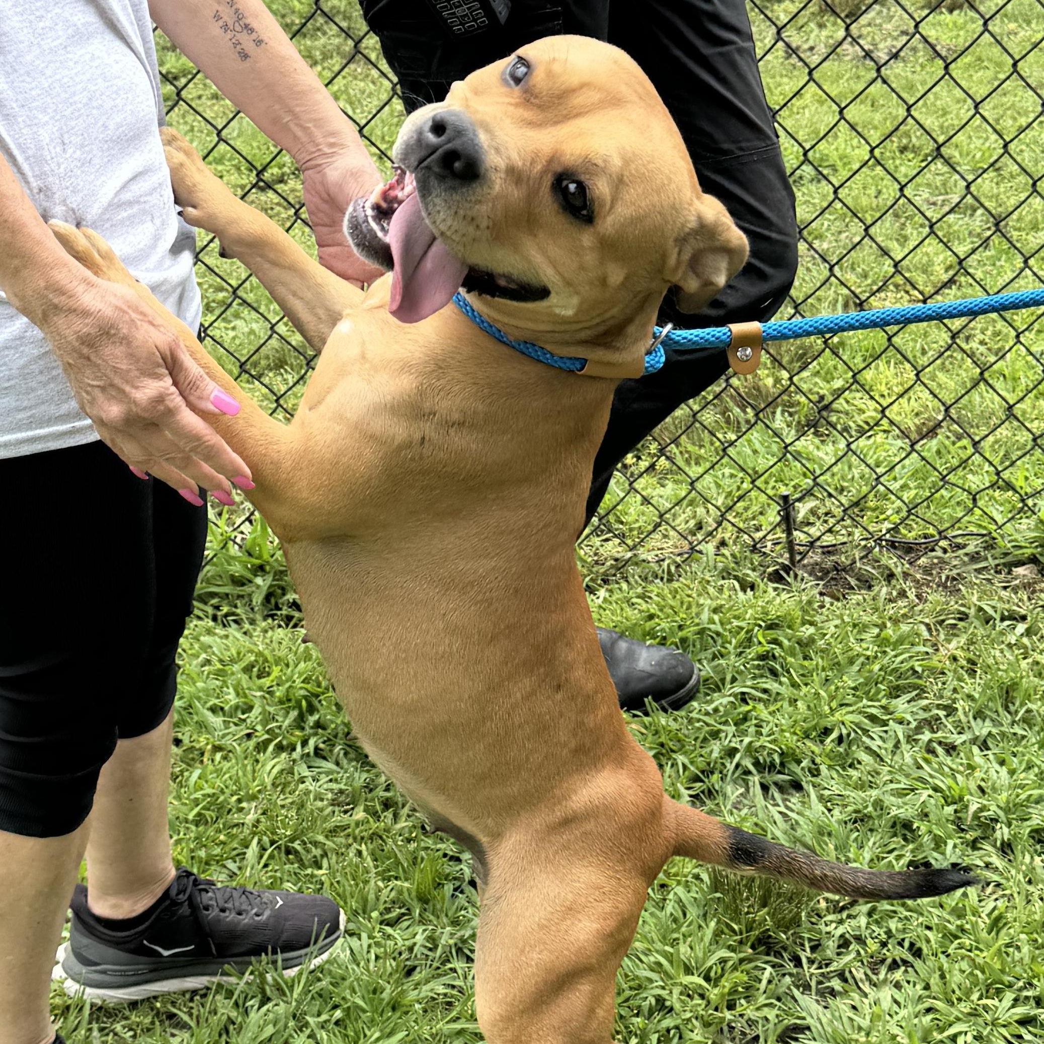 Meet MIMI - Sweet and petite, 3-4 yr old CUDDLEBUG - COURTESY POSTING / WAYNE NJ, a ADOPTABLE American Staffordshire Terrier in Clifton, NJ image 6/6