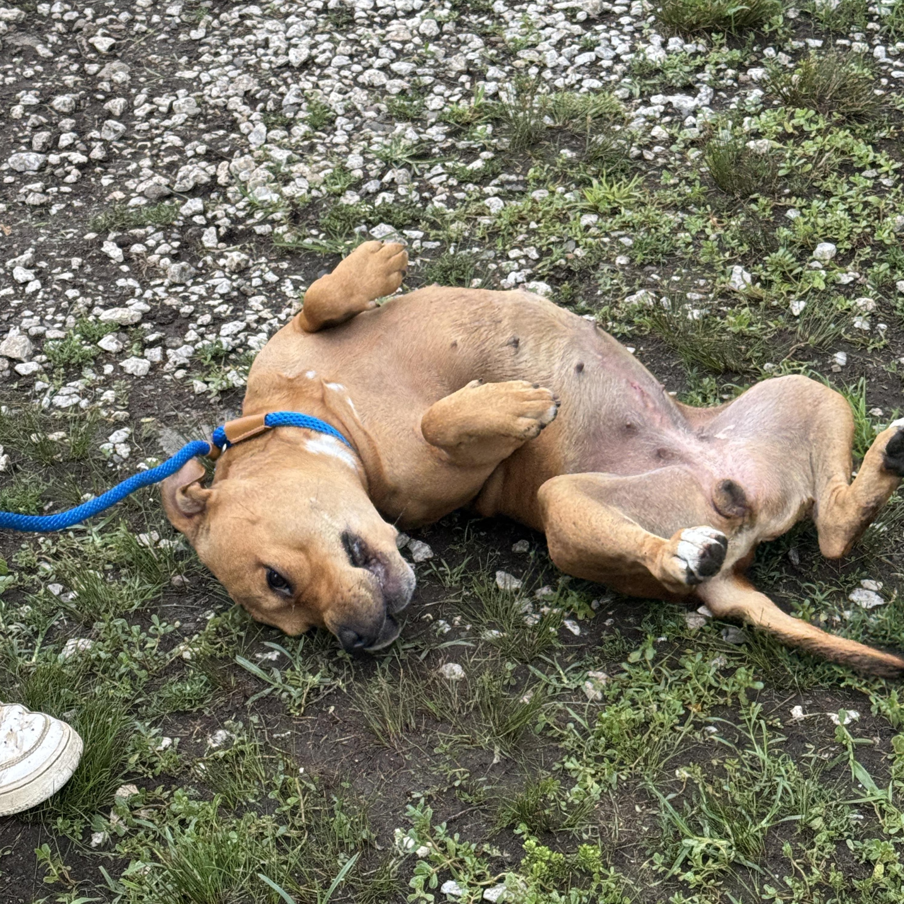 Meet MIMI - Sweet and petite, 3-4 yr old CUDDLEBUG - COURTESY POSTING / WAYNE NJ, a ADOPTABLE American Staffordshire Terrier in Clifton, NJ image 5/6