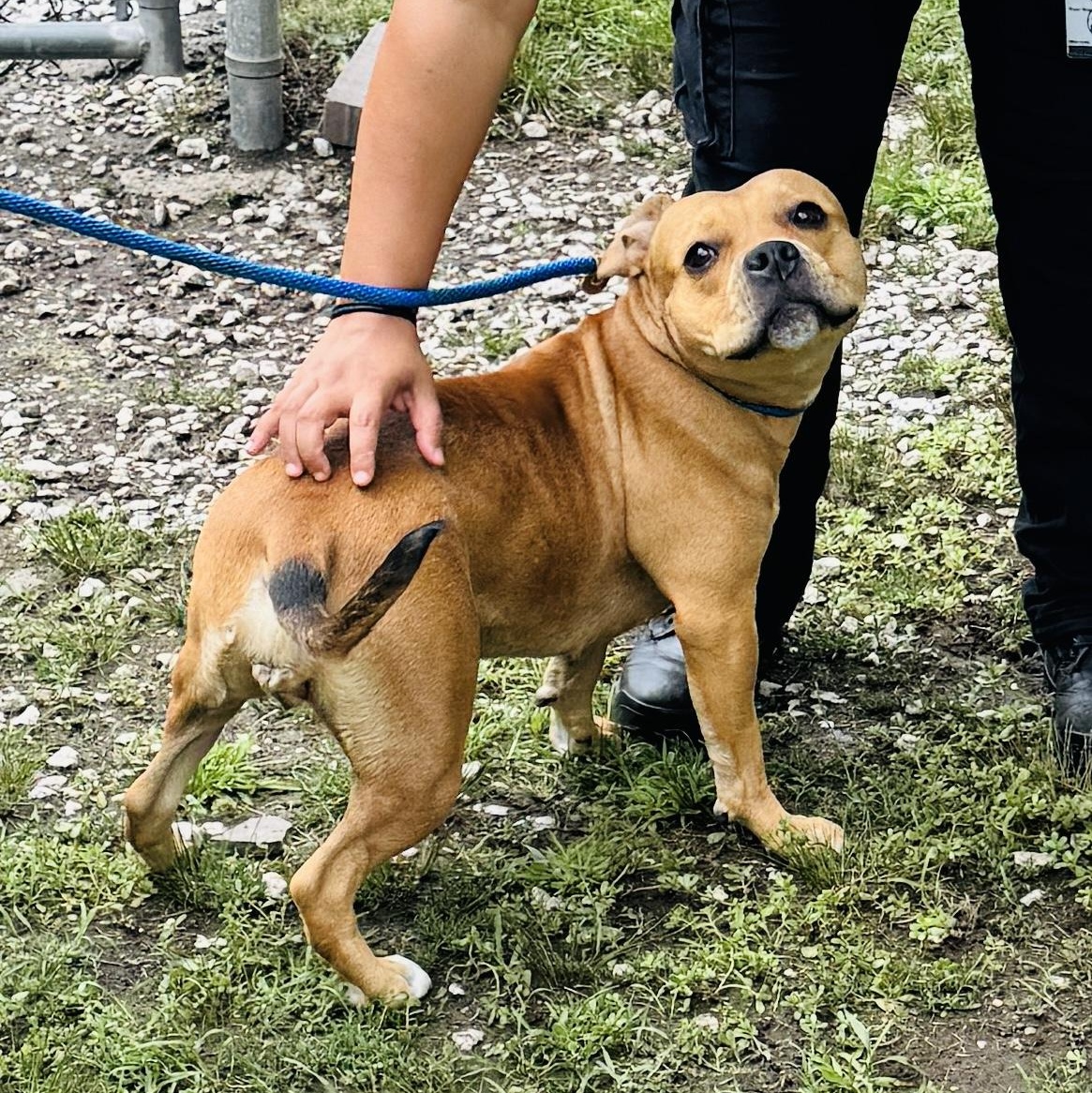 Meet MIMI - Sweet and petite, 3-4 yr old CUDDLEBUG - COURTESY POSTING / WAYNE NJ, a ADOPTABLE American Staffordshire Terrier in Clifton, NJ image 3/6