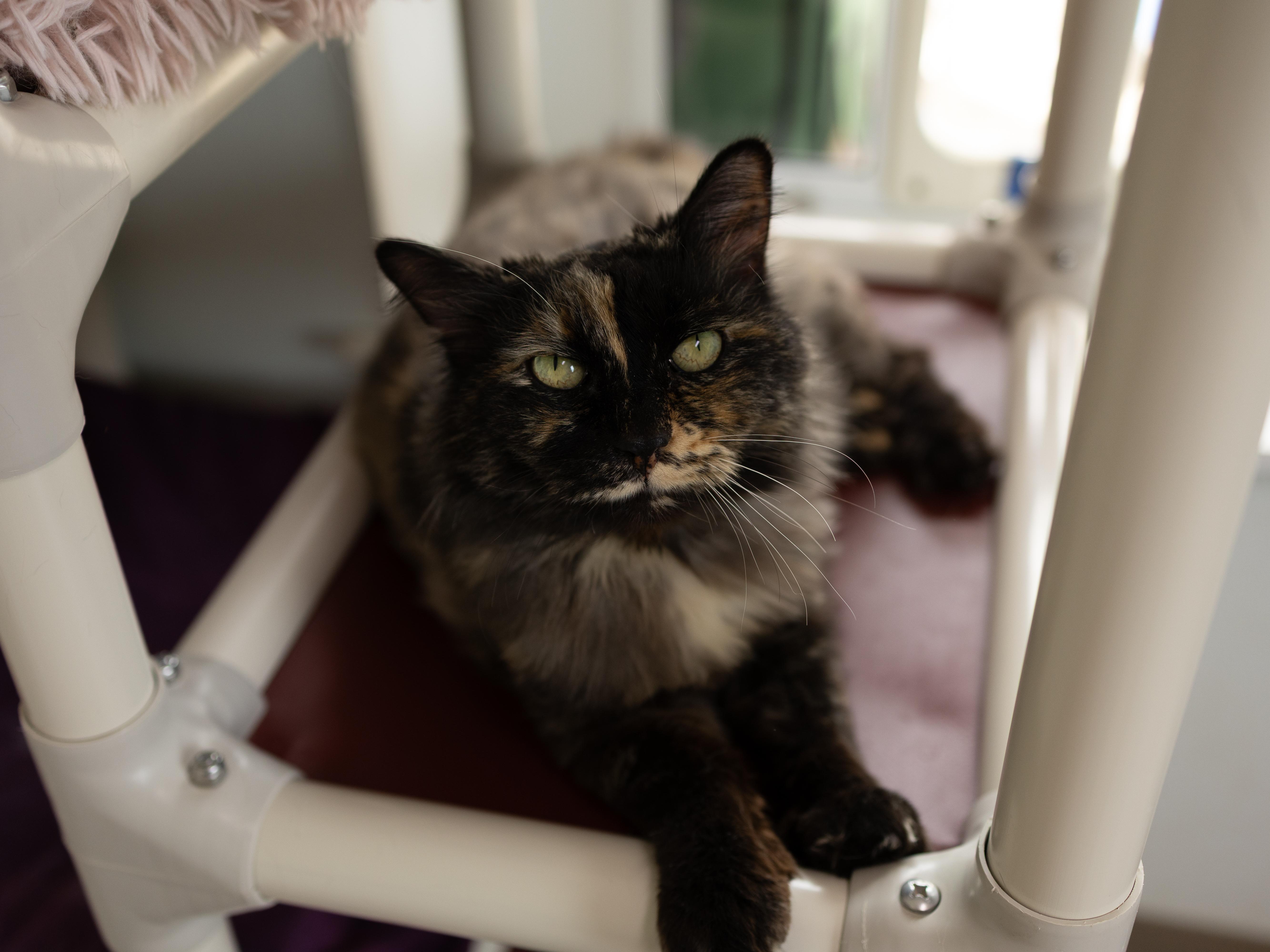 Aubrey, a Adoptable mixed breed in Republic, WA image 5/6
