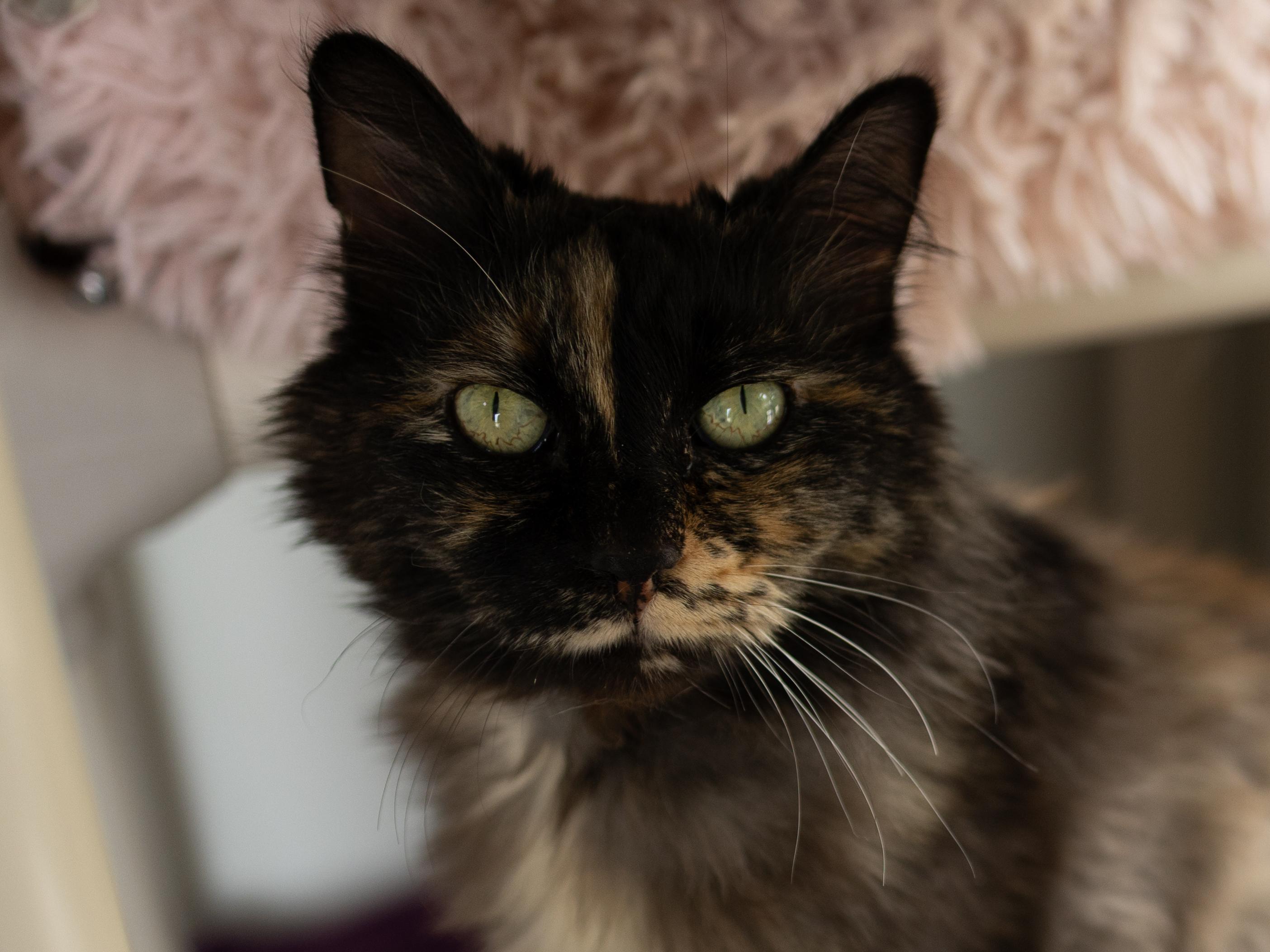 Aubrey, Adoptable, Senior Female Tortoiseshell & Domestic Medium Hair.