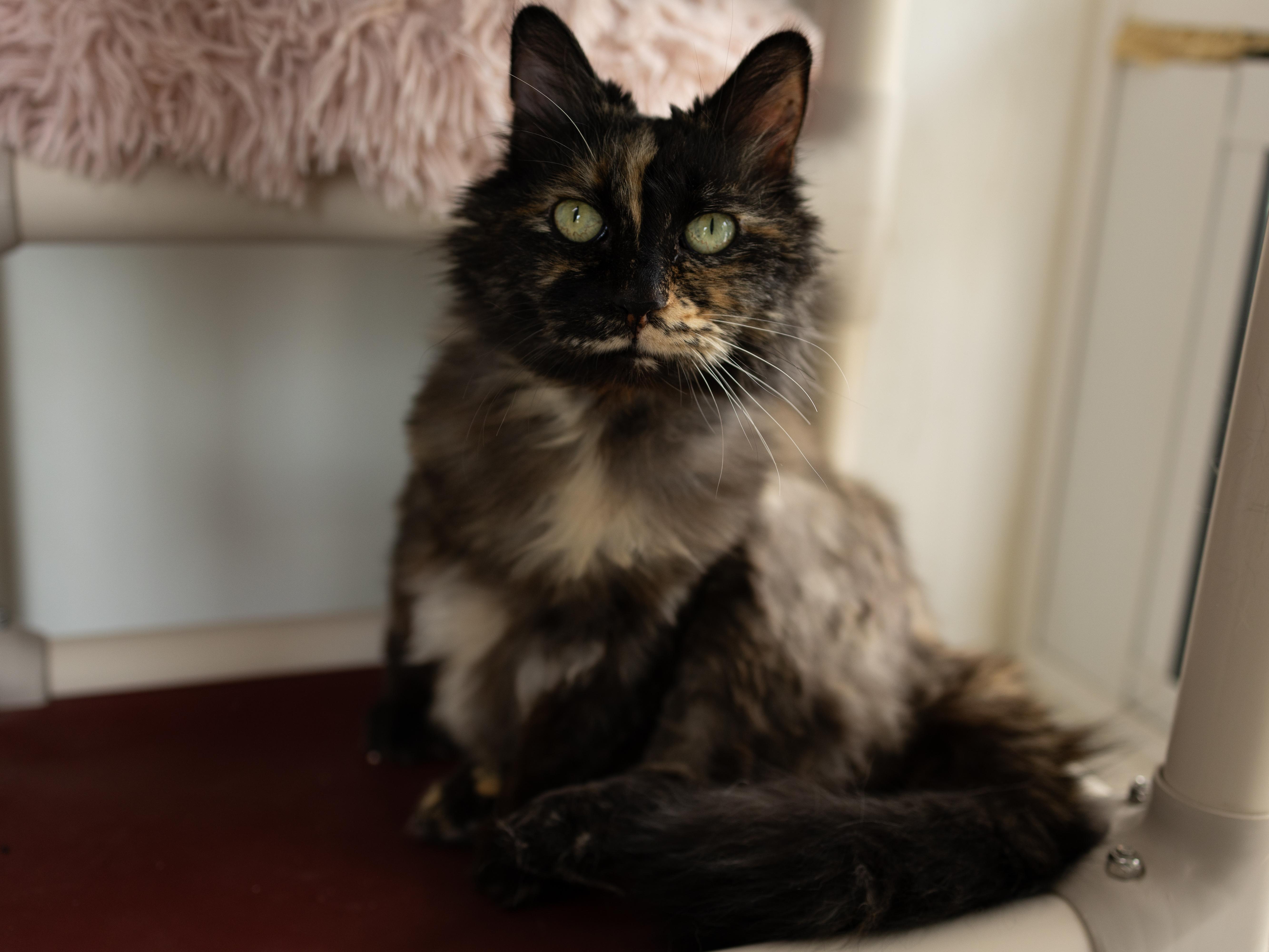 Aubrey, a Adoptable mixed breed in Republic, WA image 3/6