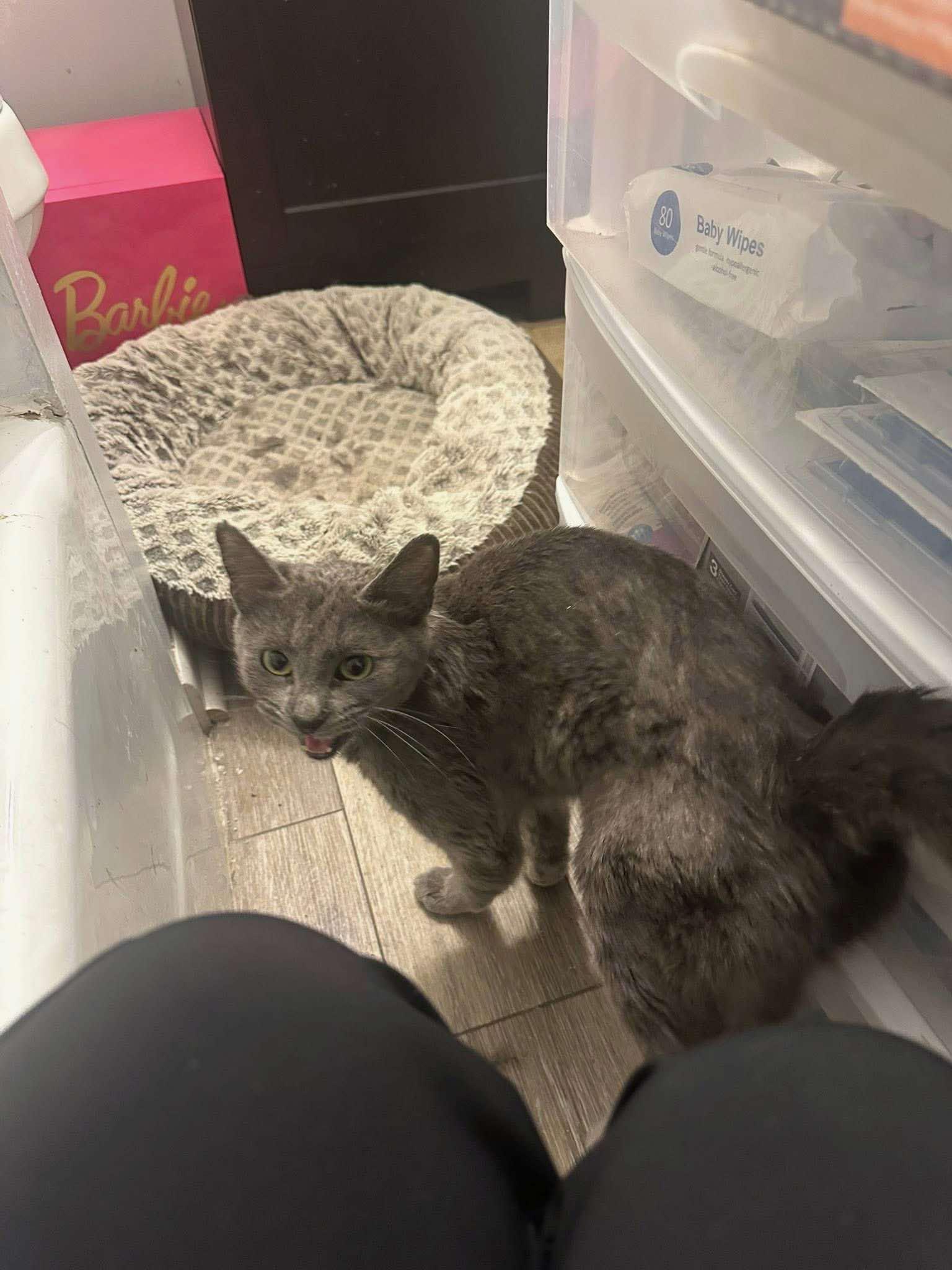 Graycie, Adoptable, Young Female Russian Blue & Korat.