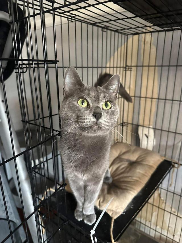 Graycie, an adoptable Russian Blue, Korat in Terre Haute, IN, 47802 | Photo Image 1