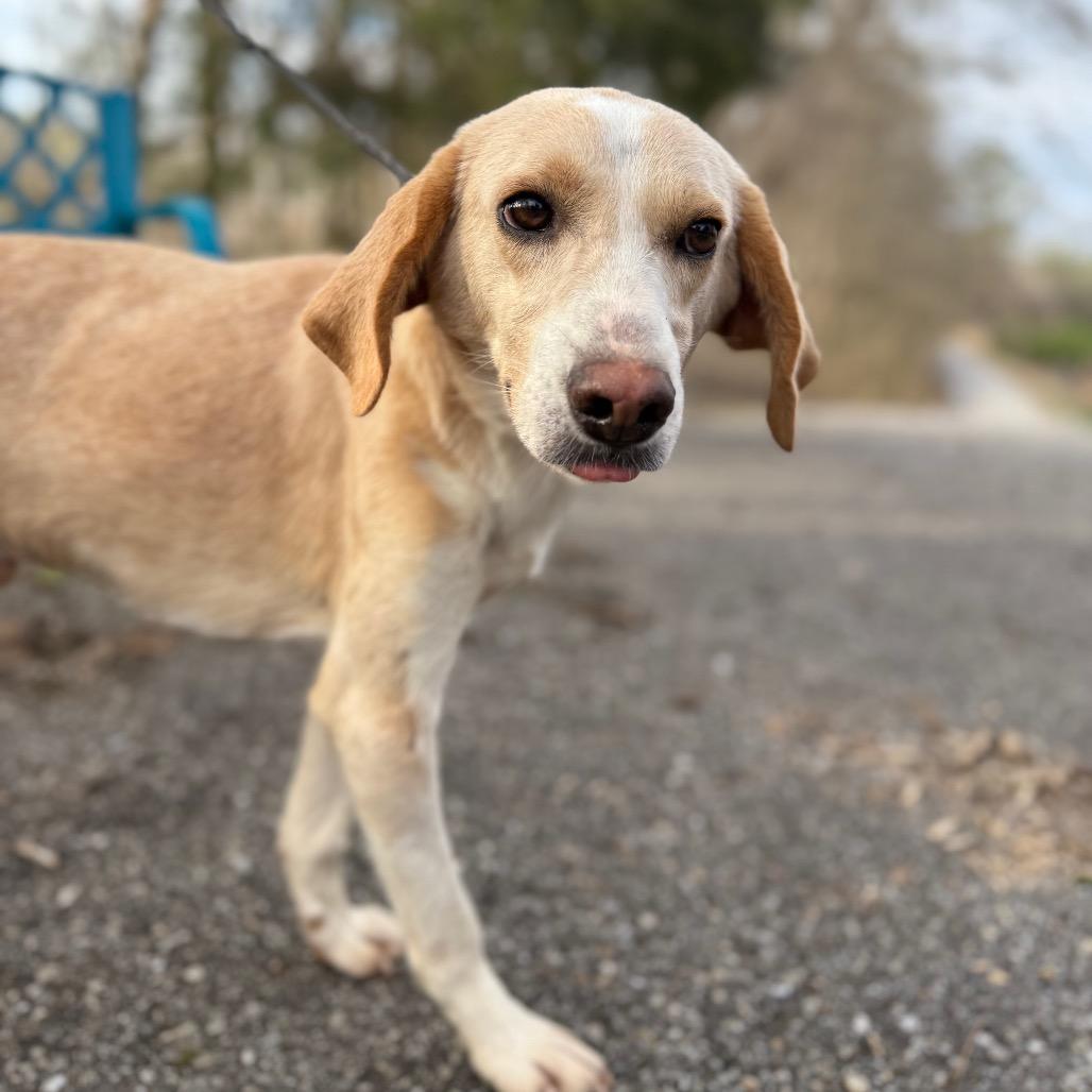 Mochi, a Adoptable mixed breed in Monroeville, AL image 1/6