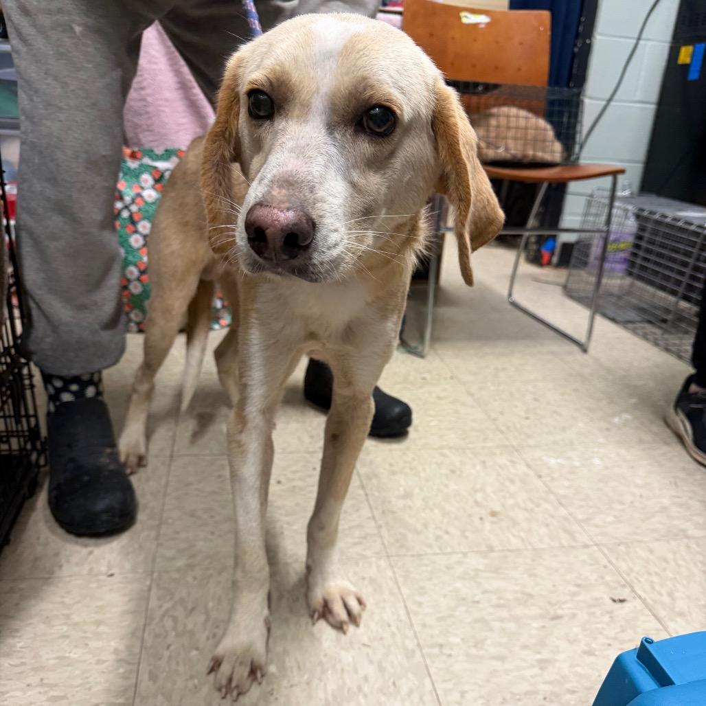 Mochi, a Adoptable mixed breed in Monroeville, AL image 2/6