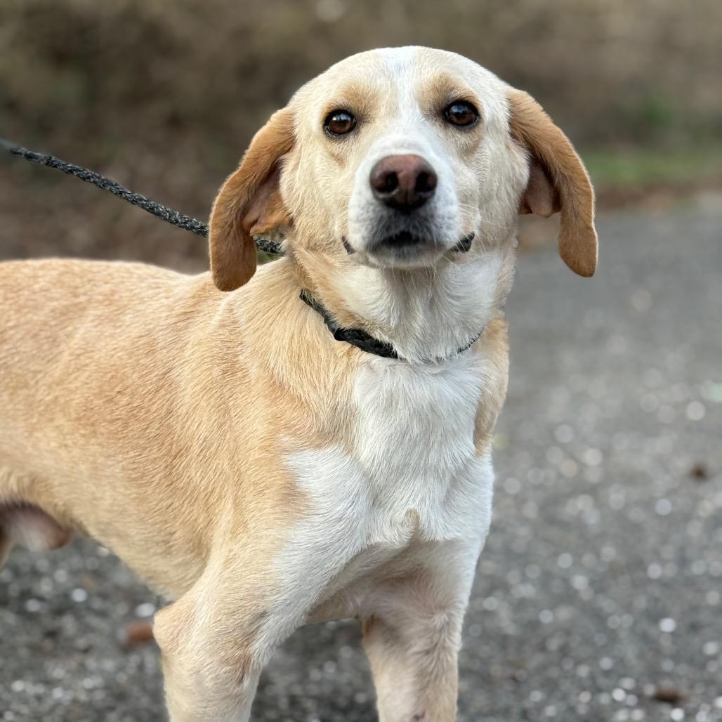 Mochi, a Adoptable mixed breed in Monroeville, AL image 3/6