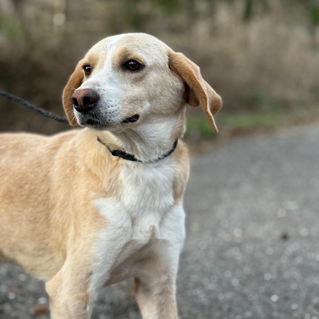 Mochi, a Adoptable mixed breed in Monroeville, AL image 4/6
