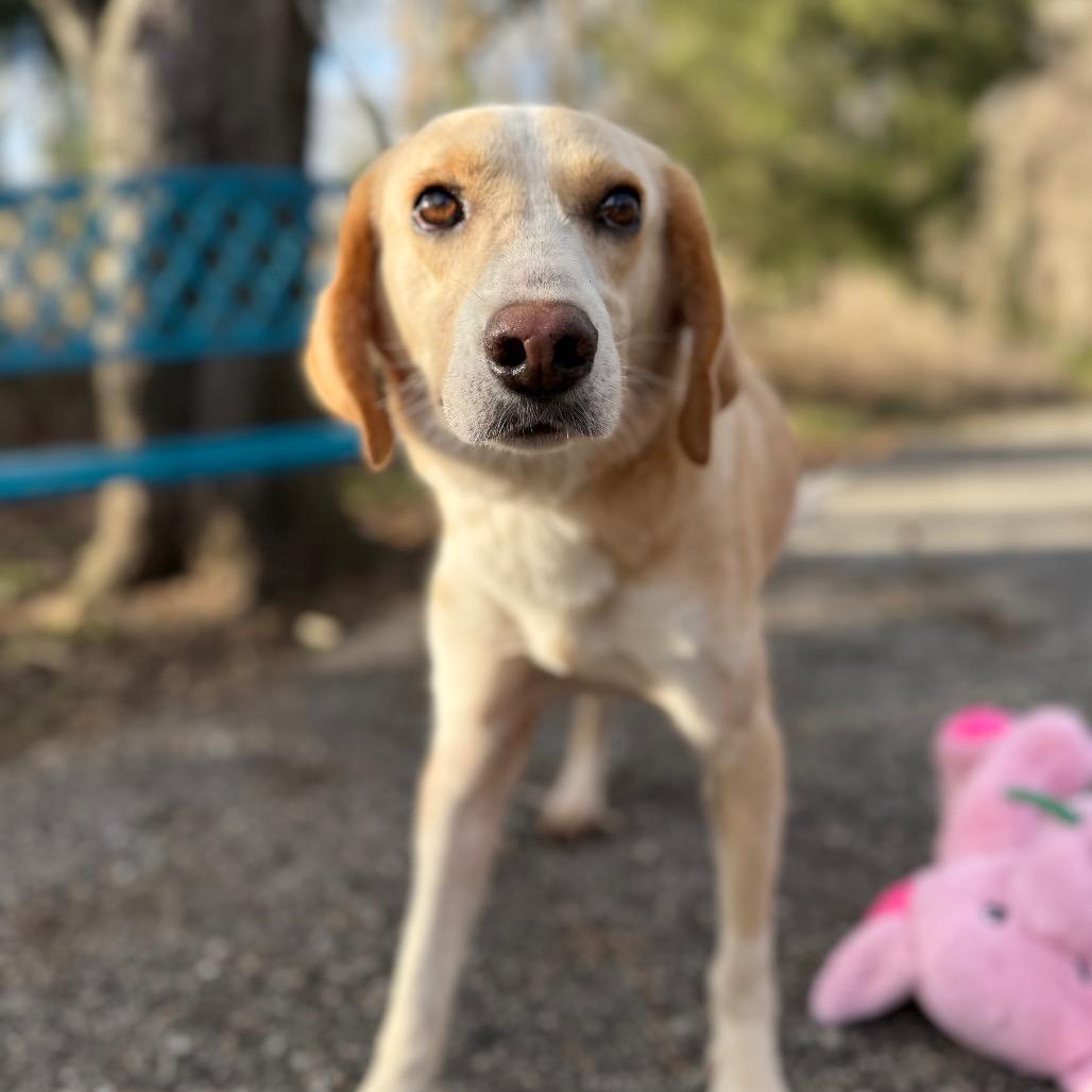 Mochi, a Adoptable mixed breed in Monroeville, AL image 5/6
