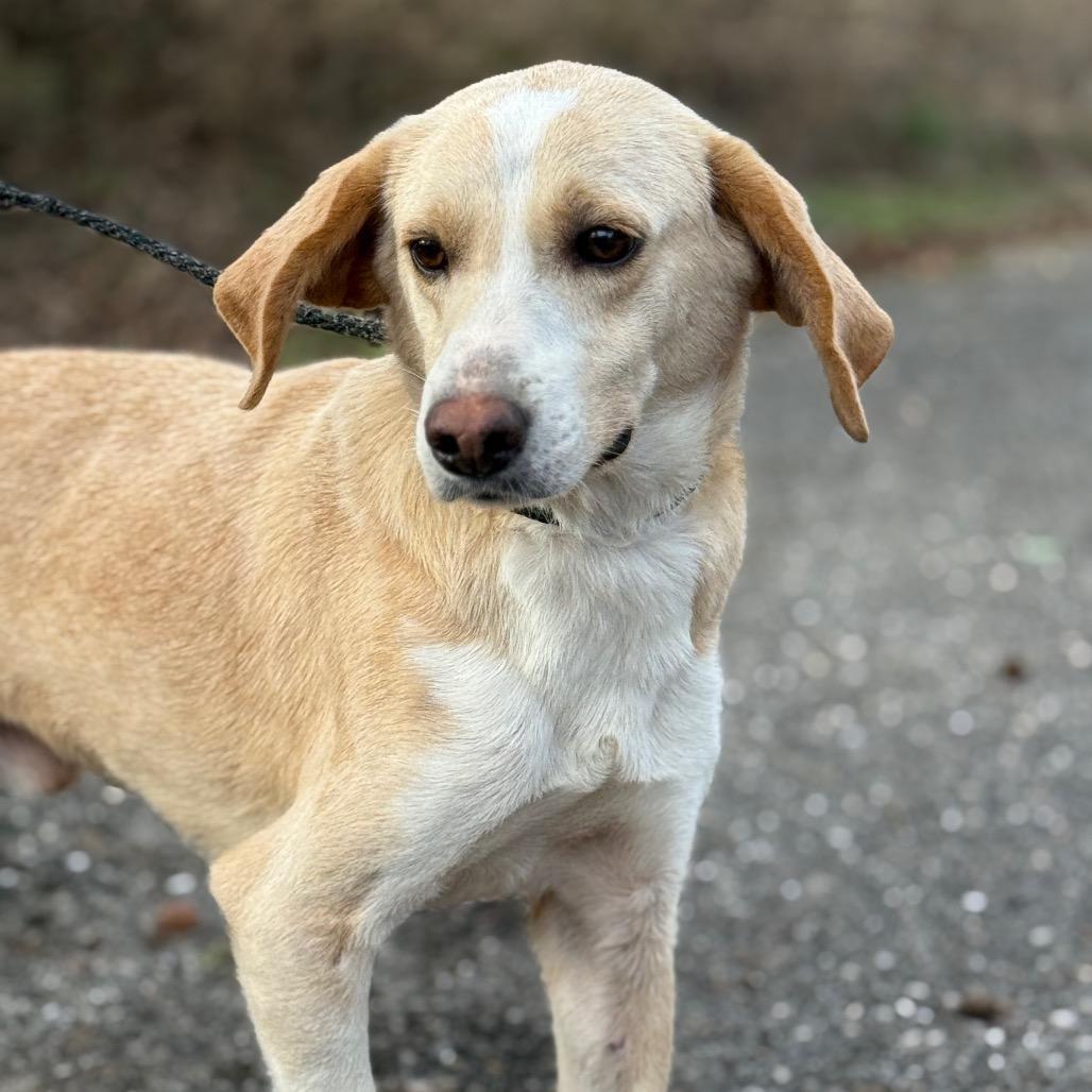 Mochi, a Adoptable mixed breed in Monroeville, AL image 6/6