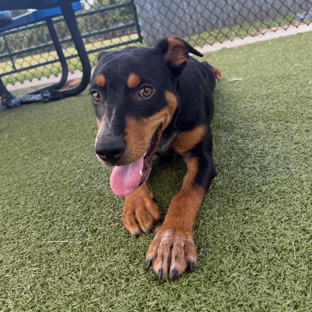 Frankie, Adoptable, Young Female Australian Kelpie & Mixed Breed.