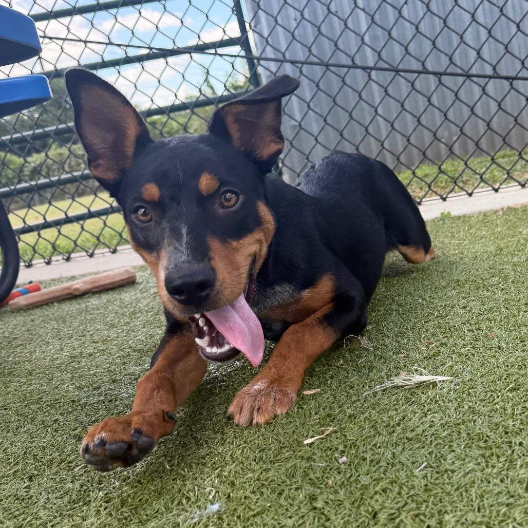 Frankie, a Adoptable mixed breed in Bryan, TX image 2/4