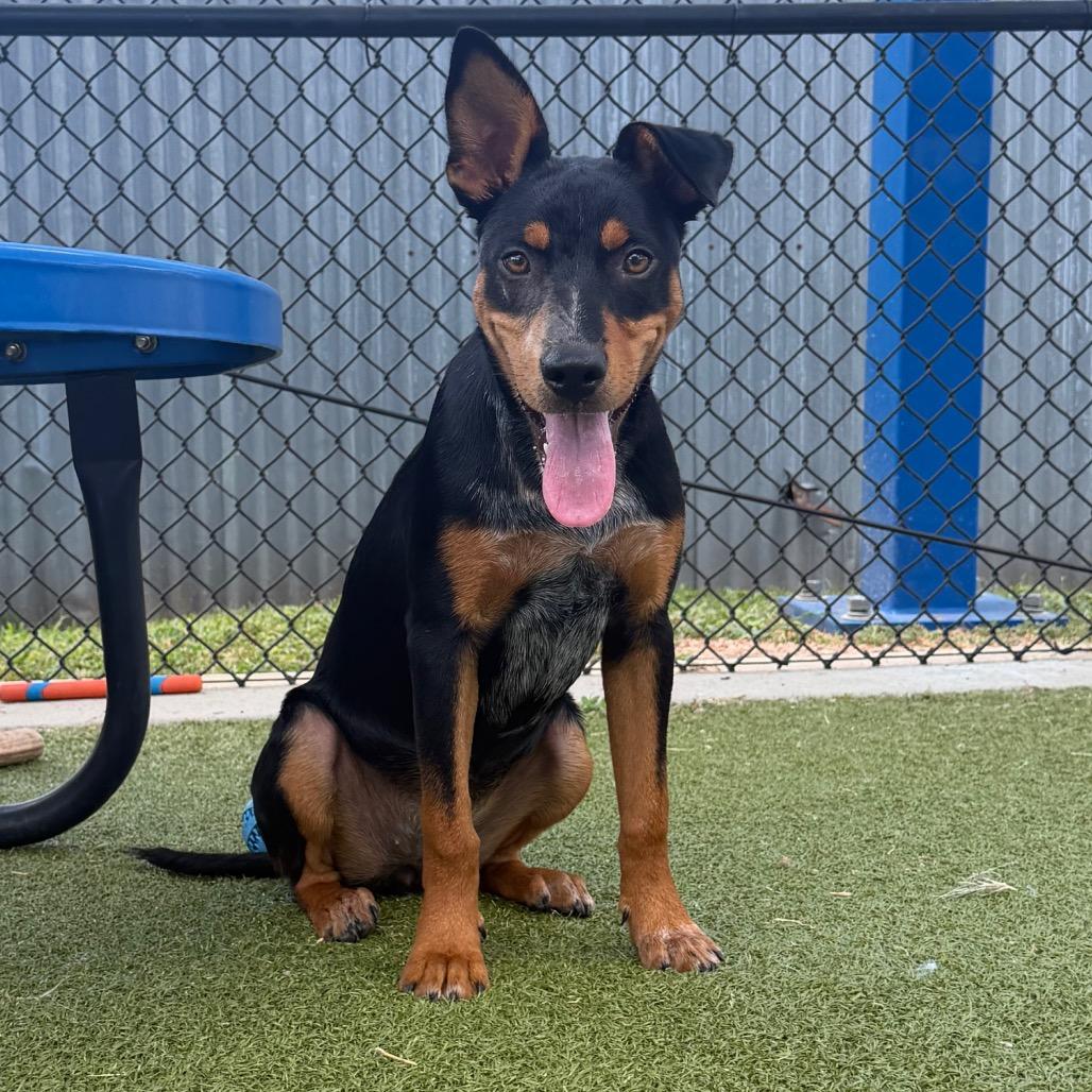 Frankie, a Adoptable mixed breed in Bryan, TX image 3/4