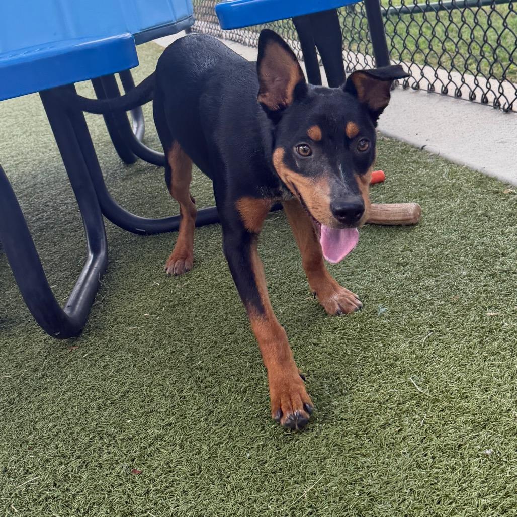 Frankie, a Adoptable mixed breed in Bryan, TX image 4/4