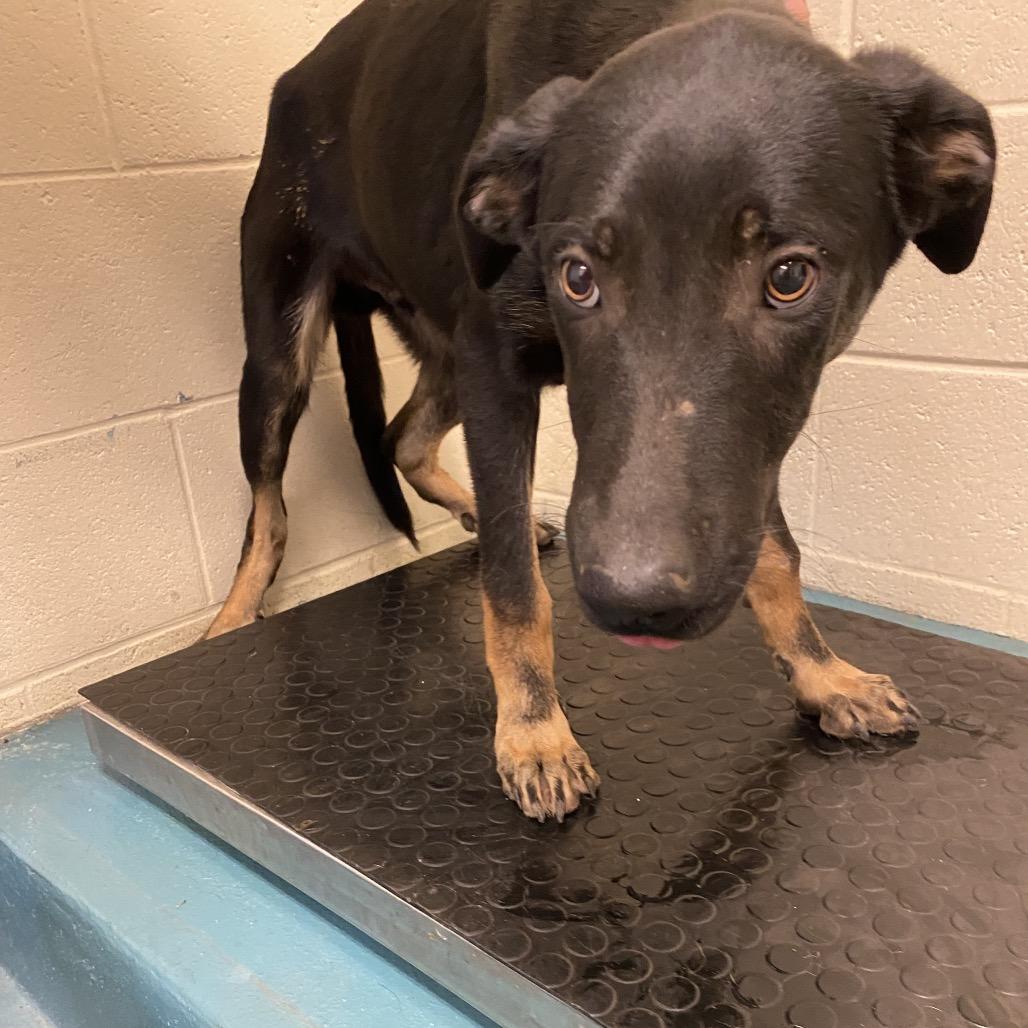 Rio (Formerly Raiden), Adoptable, Young Male Mixed Breed.