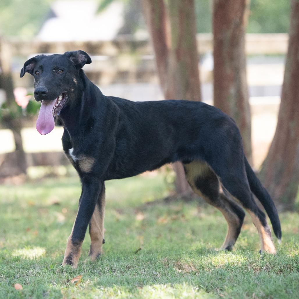 Enlarge Rio (Formerly Raiden), a Adoptable Mixed Breed in Bartlett, TN image 2/6