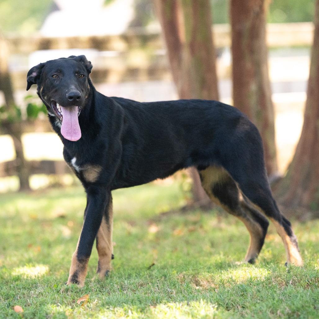 Enlarge Rio (Formerly Raiden), a Adoptable Mixed Breed in Bartlett, TN image 3/6
