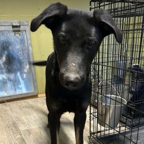 Enlarge Rio (Formerly Raiden), a Adoptable Mixed Breed in Bartlett, TN image 4/6