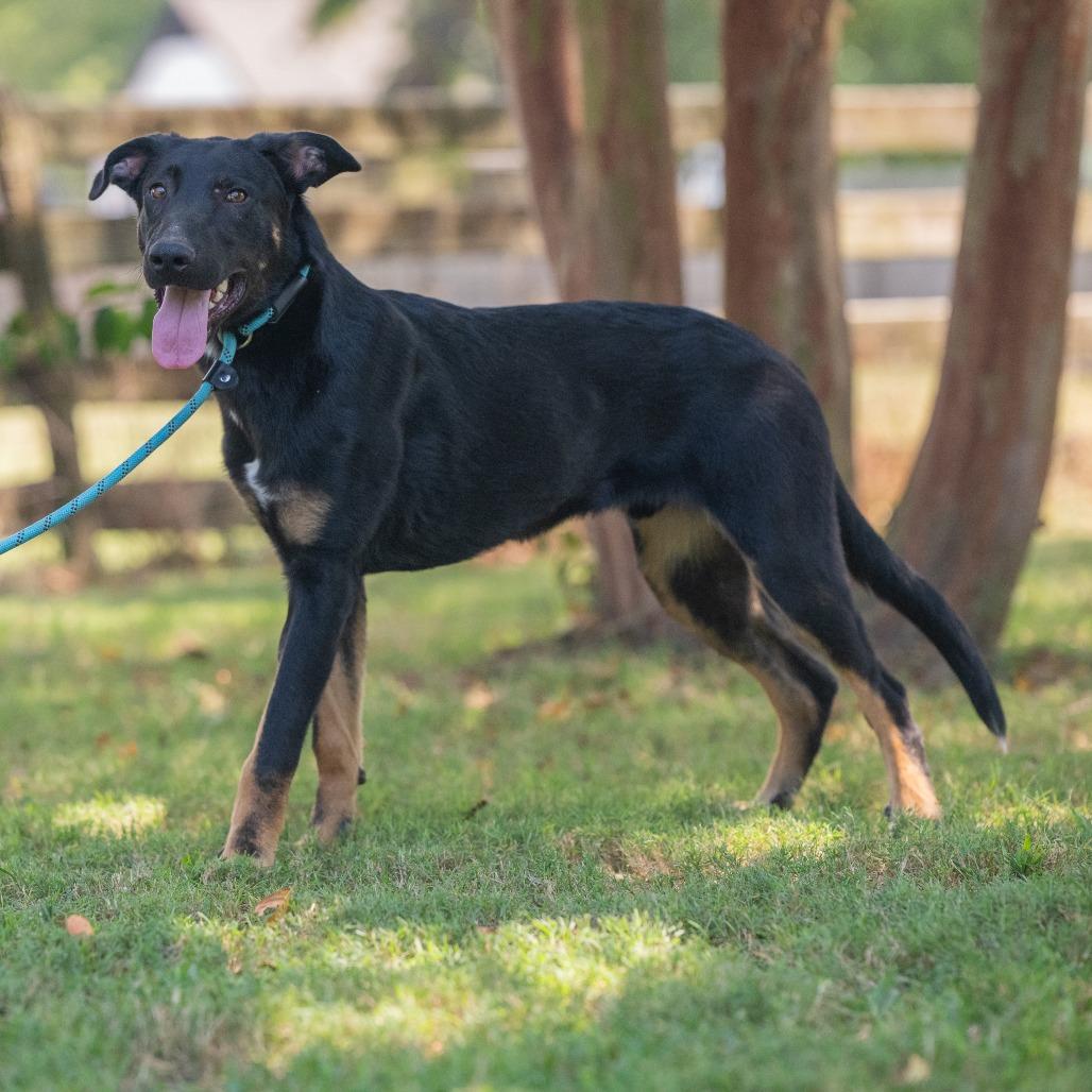 Enlarge Rio (Formerly Raiden), a Adoptable Mixed Breed in Bartlett, TN image 5/6