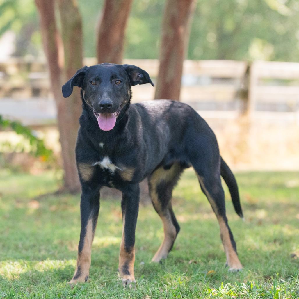 Enlarge Rio (Formerly Raiden), a Adoptable Mixed Breed in Bartlett, TN image 6/6