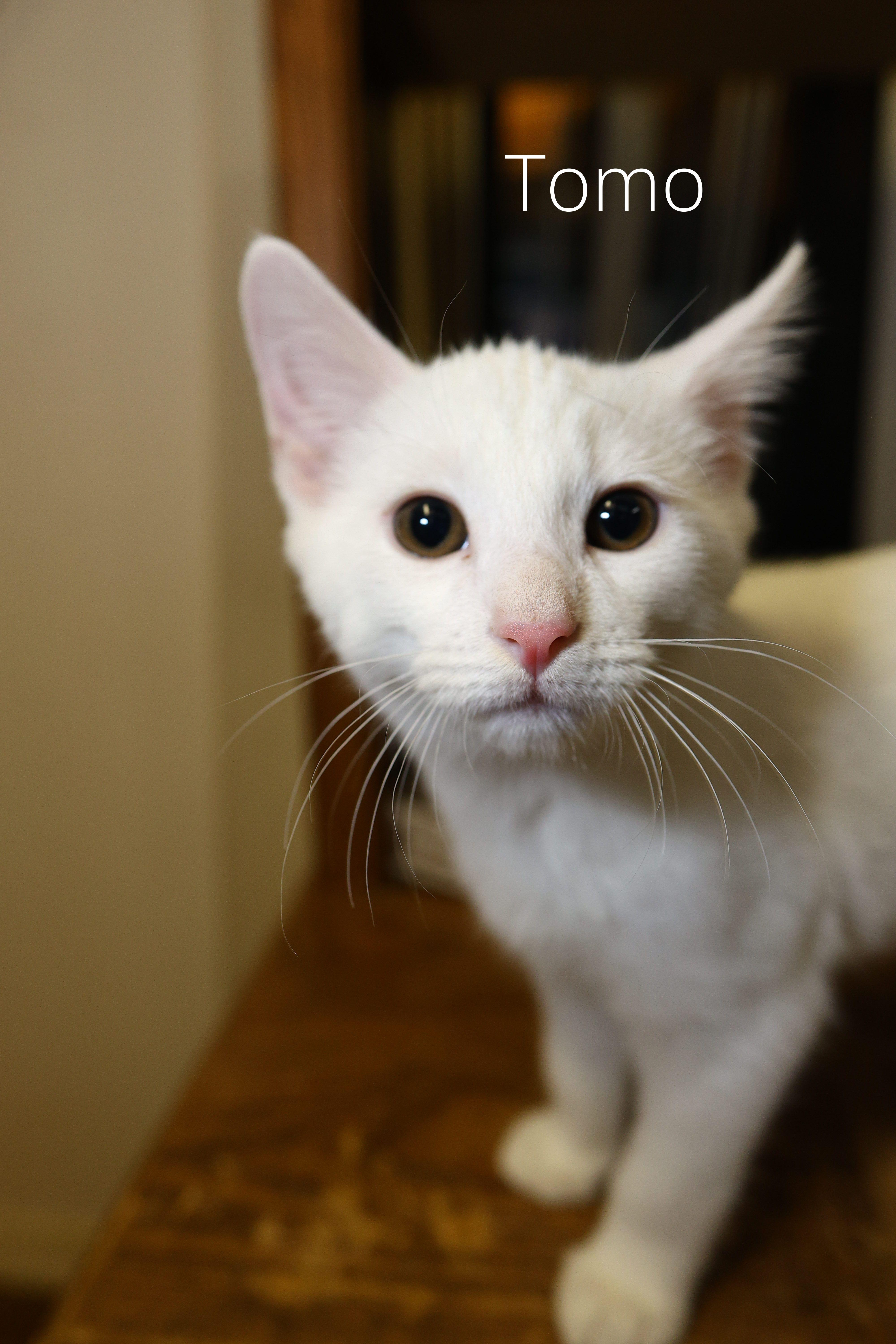 Tomo, Adoptable, Kitten Male Domestic Short Hair.